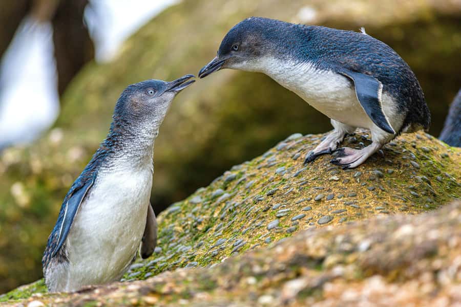 Oamaru: Penguins Evening Viewing Ticket - Wildlife beyond the penguins