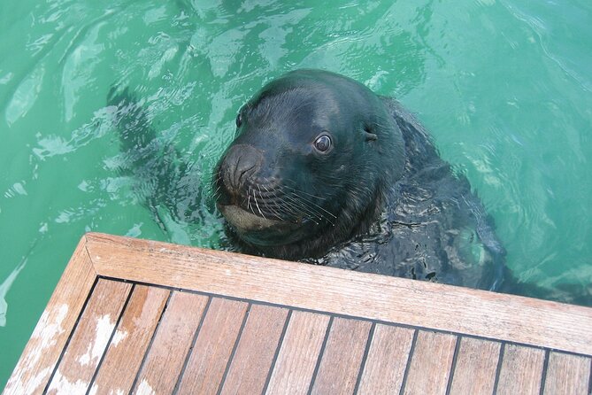 Otago Harbour Wildlife Cruise (Dunedin Shore Excursion) - What you may see, and what you should not expect