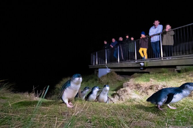 Otago Peninsula In-Depth Tour & Blue Penguins Pukekura Experience - A small van from Dunedin to the peninsula