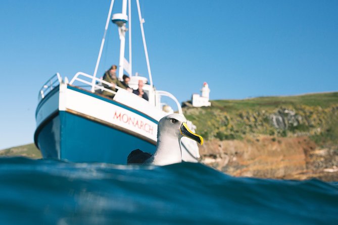 Otago Peninsula In-Depth Tour & Blue Penguins Pukekura Experience - What the blue penguin viewing is really like