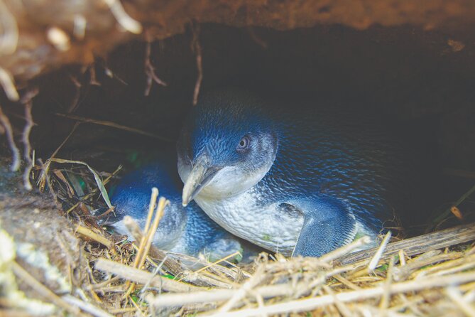 Otago Peninsula In-Depth Tour & Blue Penguins Pukekura Experience - Price and value at $102.39