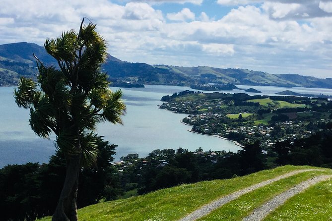 Otago Peninsula Scenery and Dunedin City Highlights Tour - The small van has advantages, with a few compromises