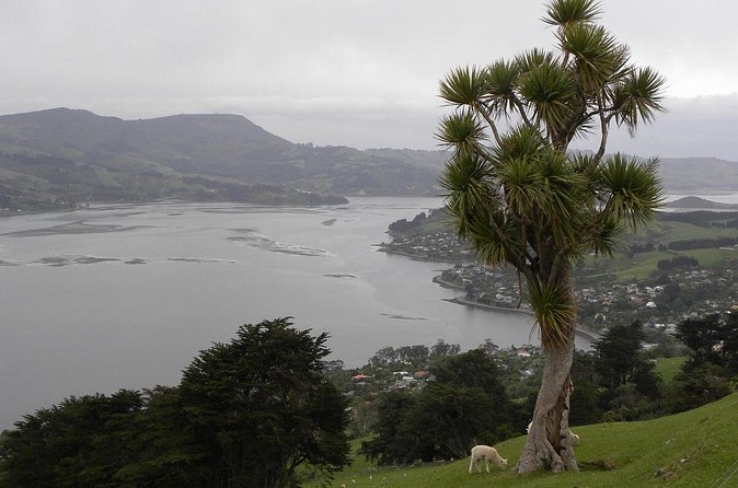 Otago Peninsula Tour and Larnach Castle City Sights (min 4 ) - A useful Dunedin overview in six hours