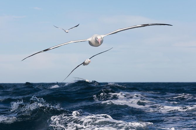 Otago Peninsula Wildlife Cruise with Monarch - Key points before you book