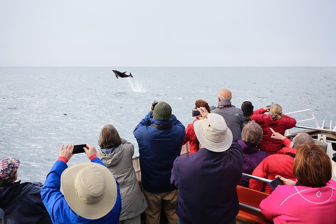 Otago Peninsula Wildlife Cruise with Monarch - From Wellers Rock Wharf to open harbour