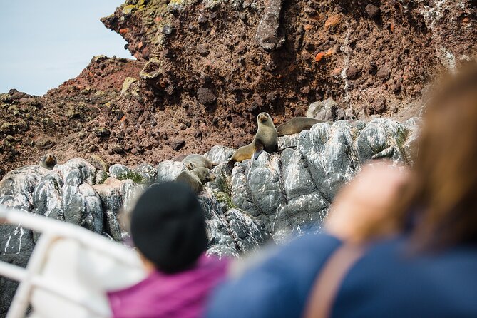 Otago Peninsula Wildlife Tour & Cruise - Guides, commentary, and the small-group setting