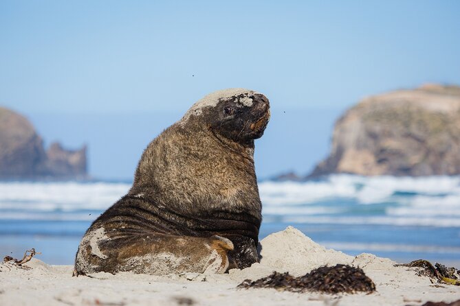 Otago Peninsula Wildlife Tour & Cruise - Allans Beach and New Zealand sea lions