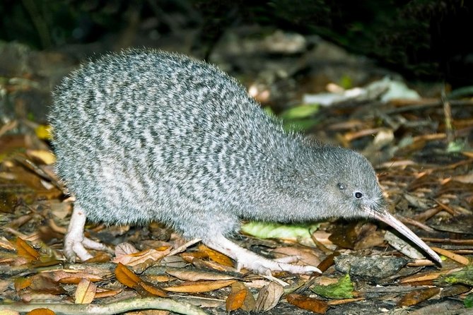 Overnight Experience Tour on Kapiti Island - Key points about the Kapiti Island overnight stay