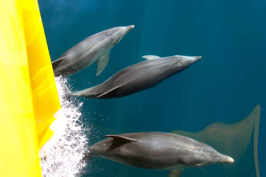 Paihia: Bay of Islands Dolphin Eco Cruise & Island Stopover - Key points to know before booking