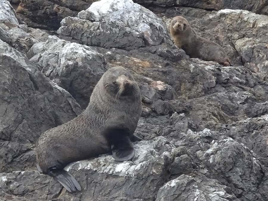 Paihia: Bay of Islands Dolphin Eco Cruise & Island Stopover - Project Island Song and native island wildlife