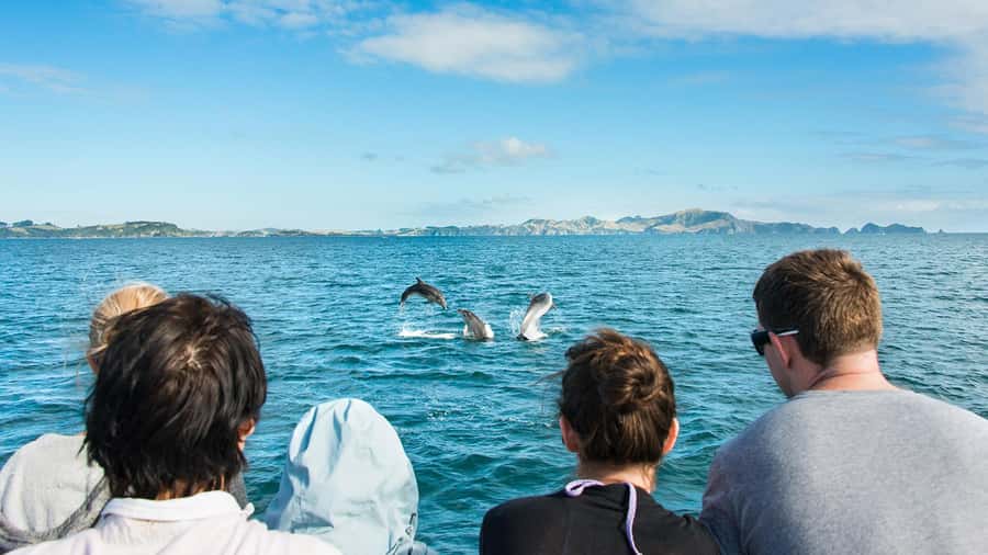Paihia: Bay of Islands Dolphin Eco Cruise & Island Stopover - Looking for dolphins, whales, seals, and seabirds