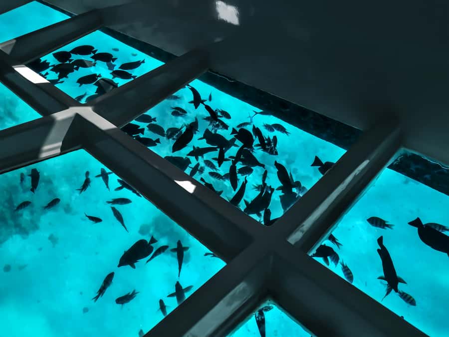 Paihia: Glass Bottom Boat Tour to the Hole in the Rock - Why this small boat makes a difference