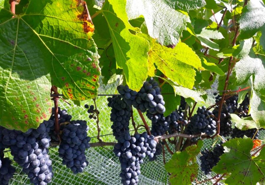 Paihia or Kerikeri: Wine, Spirit, & Craft Beer Tour - What the guide adds to the day