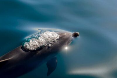 Paihia/Russell: Hole in the Rock, Dolphins & Island Cruise