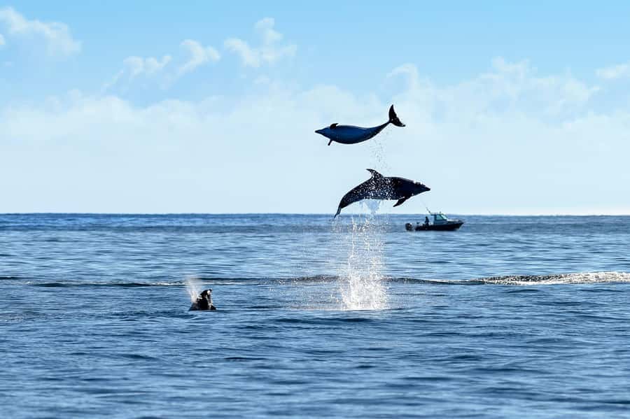 Paihia/Russell: Hole in the Rock, Dolphins & Island Cruise - Boat comfort, commentary, and weather