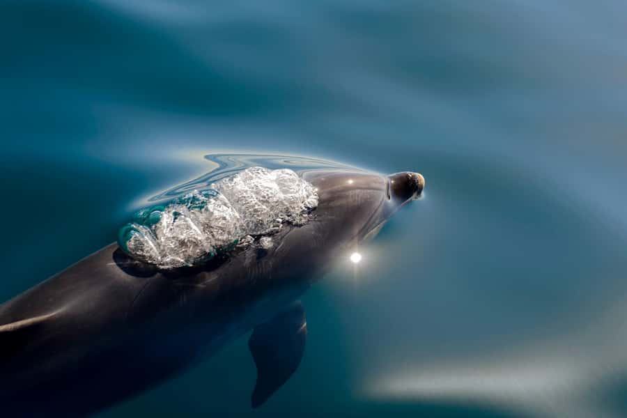 Paihia/Russell: Hole in the Rock, Dolphins & Island Cruise - Watching for dolphins and whales near Cape Brett