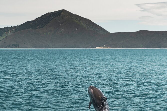 Pelorus Mail Boat Sunday Scenic Cruise – Full-Day from Havelock - Choosing lunch at Te Rawa Lodge or bringing your own
