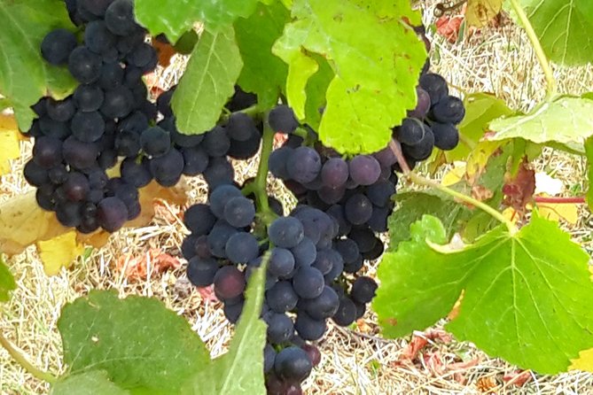 Picton Cruise Ship Shore Excursion Marlborough Wine Tour - A vineyard walk adds useful context