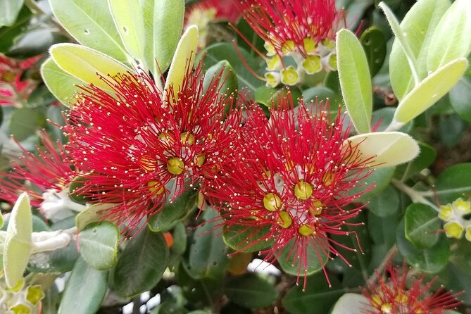 Piha Waitakere Rainforest Wine Tour from Auckland - Why the small group changes the experience