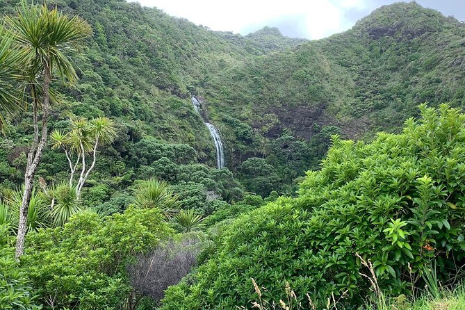 Piha Waitakere Rainforest Wine Tour from Auckland - Price, timing, and what is included