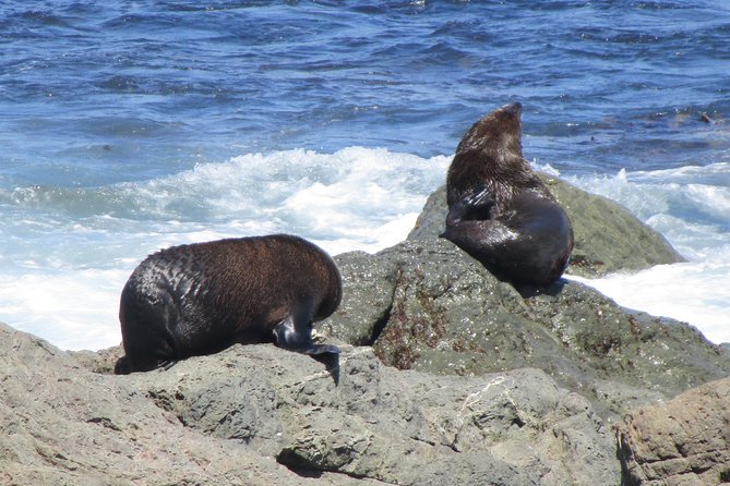"Pinot to Palliser tour" - Guided tour to Cape Palliser vith lunch + winetasting - Seal colonies and Cape Palliser’s open coast