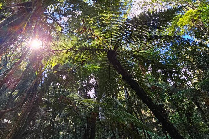 <em>Popular Tour</em> – Bay of Islands: Nature Adventure – 4hrs – Why this four-hour Bay of Islands route works’ /></p>
<p><p>This tour gives you a quick but varied look at the area around Paihia. In half a day, you see a cave, forest, waterfall, lookout, and an imaginative piece of architecture. That range is the main reason to choose it.</p>
</p>
<p><p>The route is especially useful if you are visiting Paihia from a cruise ship or have only a short window before other plans. You are not spending the entire morning on one attraction. Instead, you get several distinct stops, each with its own feel.</p>
</p>
<p><p>I also like the balance between guided time and short walks. The longest stop is the 45-minute cave visit. The forest walk lasts about 30 minutes, while the falls, lookout, and toilets each take about 15 minutes. You should be ready to move along, but you will not be asked to complete a demanding hike.</p>
</p>
<p><p>The vehicle is air-conditioned, bottled water is included, and live commentary comes from the driver-guide. With no more than 11 people, it should feel more personal than a large coach tour. That smaller size also helps when the group needs to adjust to weather or road conditions.</p>
</p>
<div class="twil" style="margin: 20px 0; padding: 15px 0;"><p>Other boats out into the Bay of Islands from Paihia:</p><ul style="margin: 10px 0; padding-left: 0; list-style: none;"><li style="margin: 0 0 12px 0; padding: 0 0 12px 0; border-bottom: 1px solid #DDEAE7; line-height: 1.4;"><a href="https://bestnewzealandtours.com/paihia-russell-hole-in-the-rock-cruise-with-2-island-stops/">Paihia/Russell: Hole in the Rock Cruise with 2 Island Stops</a><br><span style="font-size: 0.82em; color: #555;"><span style="color: #FFB300;">★</span> 4.8 &nbsp;&middot;&nbsp; 1,002 reviews</span></li><li style="margin: 0 0 12px 0; padding: 0 0 12px 0; border-bottom: 1px solid #DDEAE7; line-height: 1.4;"><a href="https://bestnewzealandtours.com/paihia-cape-reinga-and-ninety-mile-beach-trip-with-lunch/">Paihia: Cape Reinga and Ninety Mile Beach Trip with Lunch</a><br><span style="font-size: 0.82em; color: #555;"><span style="color: #FFB300;">★</span> 4.6 &nbsp;&middot;&nbsp; 877 reviews</span></li><li style="margin: 0; padding: 0; border-bottom: none; line-height: 1.4;"><a href="https://bestnewzealandtours.com/paihia-russell-hole-in-the-rock-dolphins-island-cruise/">Paihia/Russell: Hole in the Rock, Dolphins & Island Cruise</a><br><span style="font-size: 0.82em; color: #555;"><span style="color: #FFB300;">★</span> 4.6 &nbsp;&middot;&nbsp; 821 reviews</span></li></ul></div><h2>Entering Kawiti Glow Worm Caves</h2>
<p>Popular Tour</em> – Bay of Islands: Nature Adventure – 4hrs – Entering Kawiti Glow Worm Caves’ /></p>
<p><p>The Kawiti Glow Worm Caves are the heart of the outing. A local Kawiti guide leads you through the cave on an easy walk lasting about 45 minutes. The route includes only a few steps, making it a reasonable choice for most people who can manage a short guided walk.</p>
</p>
<p><p>Inside, the glow worms appear as a galaxy of small lights overhead. The cave is dark, quiet, and cool, which makes the warm jacket advice worth taking seriously. You may be comfortable in Paihia’s outdoor weather and still want another layer underground.</p>
</p>
<p><p>The local guide matters here. A cave visit is more rewarding when someone explains where to look, how to move through the space, and what you are seeing. The supplied information names local guides from the wider tour team, including Nikki and Willie, but your exact guide may vary.</p>
</p>
<p><p>This stop is not a fast photo opportunity. The cave requires you to pay attention and let your eyes adjust. Camera use may be limited by the dark conditions, so I would treat the glow worms as something to watch rather than a guaranteed photo subject.</p>
</p>
<p><p>The cave is also the part most affected by weather planning. The tour requires good weather overall, and poor conditions can lead to a new date or a full refund. That policy gives you some protection, but it is wise to keep the rest of your day flexible if the forecast looks uncertain.</p>
</p>
<h2>Walking among ancient kauri at Opua</h2>
<p><img width="669" height="446" decoding="async" src=