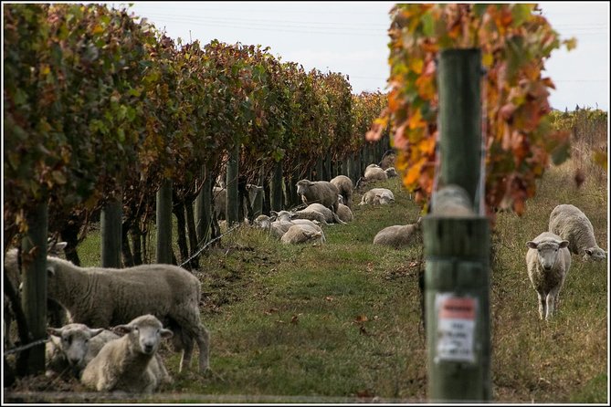 Premium 4 -Best Wineries Napier Hawke's Bay Tour, 5.5h - 6Hours - Why transport adds real value
