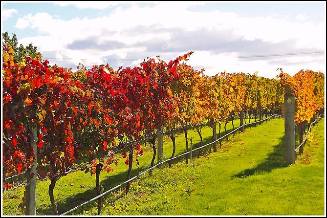 Premium 4 -Best Wineries Napier Hawke's Bay Tour, 5.5h - 6Hours - What the food portion is really like