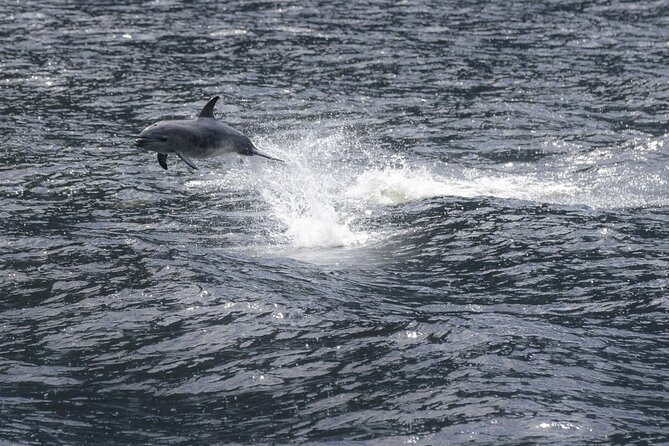 Premium Milford Sound Cruise Including Lunch - Watching for Dolphins, Seals, and Penguins