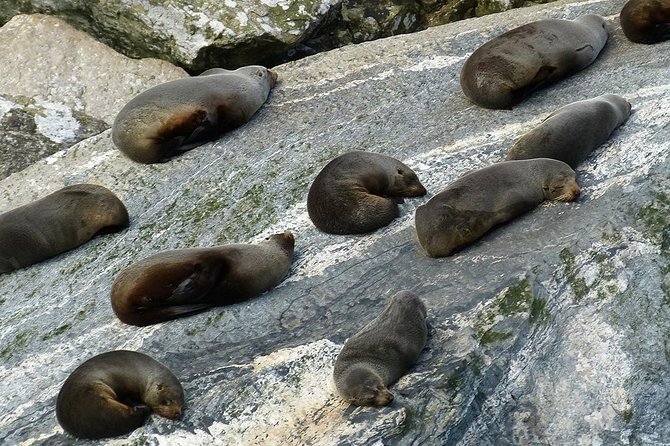 Premium Milford Sound Small Group Tour & Cruise from Queenstown - The Milford Sound cruise is the day’s main event