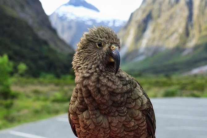 Premium Milford Sound Tour, Cruise & Lunch from Te Anau - The Homer Tunnel is an attraction in its own right