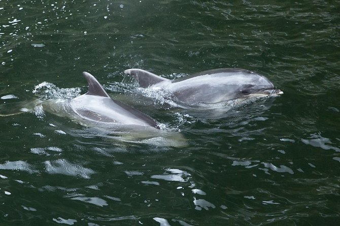 Premium Milford Sound Tour, Cruise & Lunch from Te Anau - Milford Sound delivers the main event