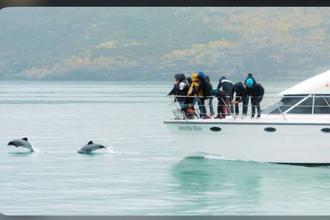 Private Akaroa Day Tour From Christchurch - The harbor cruise and Hector’s dolphins