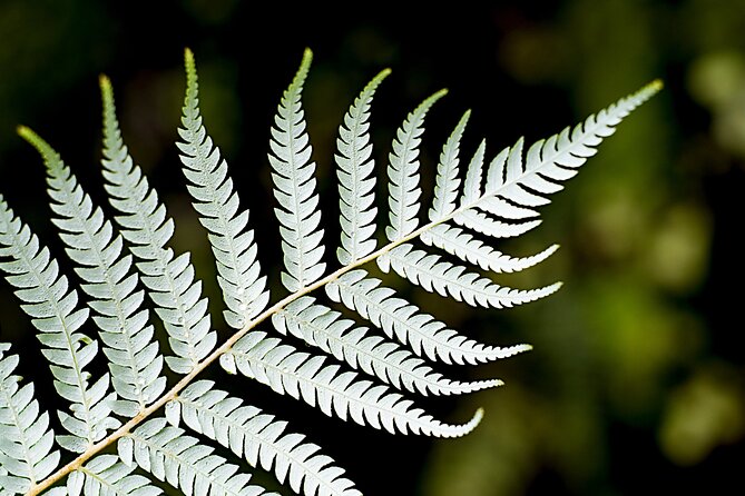 Private Auckland City Highlights Tour - Mount Eden gives you the big picture
