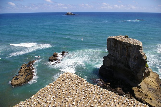 Private Auckland Wine & Dine Matakana Country & Cuisine - Golden beaches and towering Kauri trees