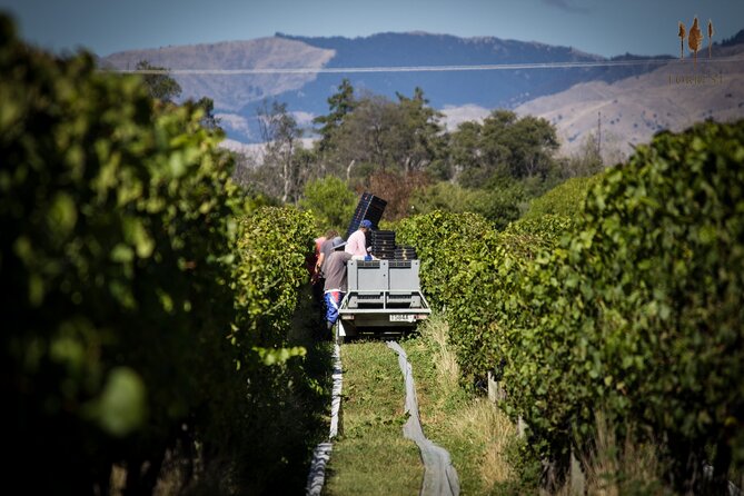Private Driving Wine Tour (full day) in the Marlborough Region - The rhythm of a six-and-a-half-hour outing