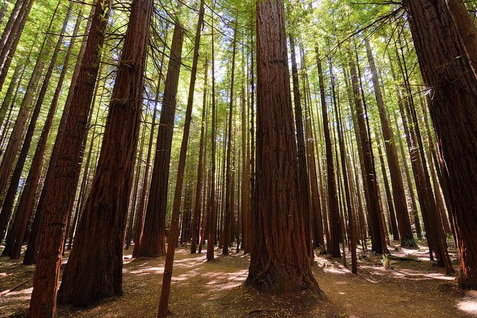 Private Full-Day Rotorua Tour from Auckland - The Auckland to Rotorua run