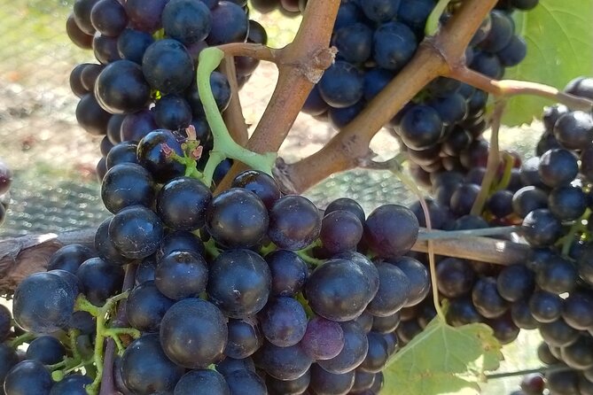 Private Martinborough Wine Tour for Wine Enthusiasts - A full day built around Martinborough wine