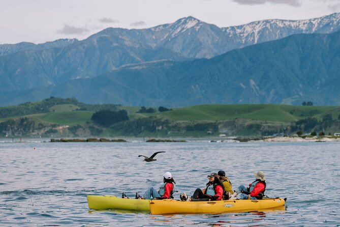 Private Seal Kayaking and Wildlife Tour in Kaikoura - Key points to know before booking