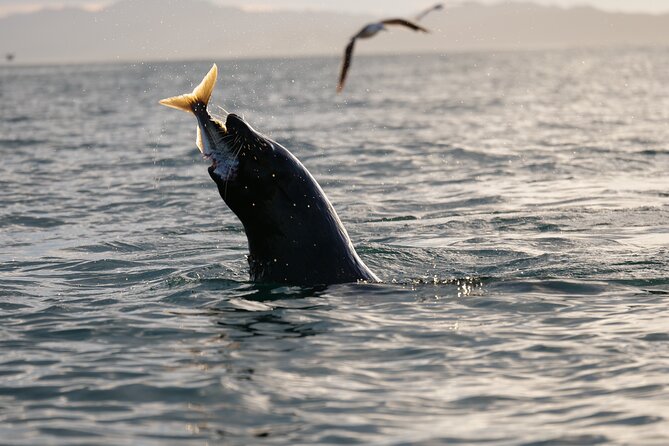 Private Seal Kayaking and Wildlife Tour in Kaikoura - Seeing the Kaikoura Peninsula Walkway from offshore