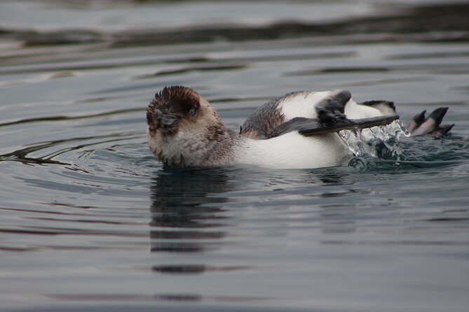 Private Seal Kayaking and Wildlife Tour in Kaikoura - Booking timing, pickup, and cancellation details