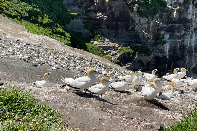[PRIVATE] SUNSET. Wine. Hot Pool. Dinner - Muriwai adds birds, cliffs, and a wild west coast