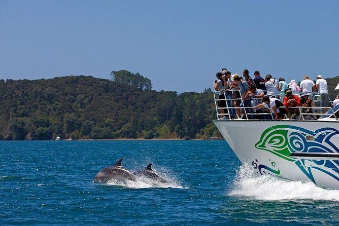 Private Tour: Bay of Islands Day Trip from Auckland - Parry Kauri Park and New Zealand’s giant trees