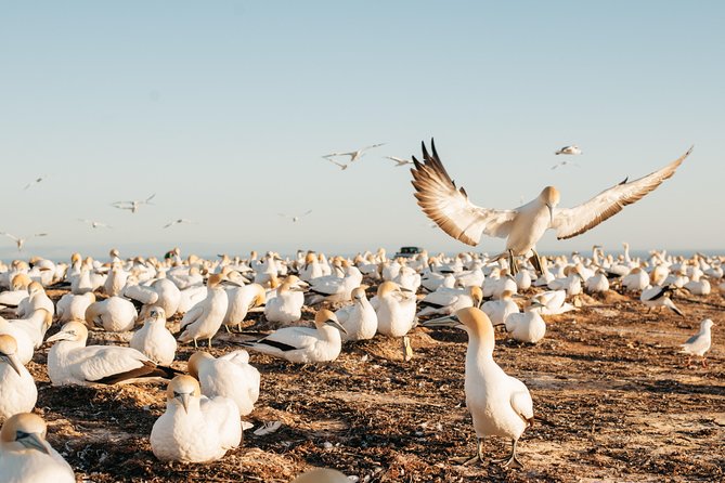 Private tour to Cape Kidnappers Gannet Colony - Is $614.37 good value for four people?