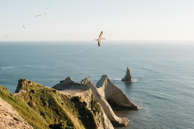 Private tour to Cape Kidnappers Gannet Colony - Who will enjoy this experience most?