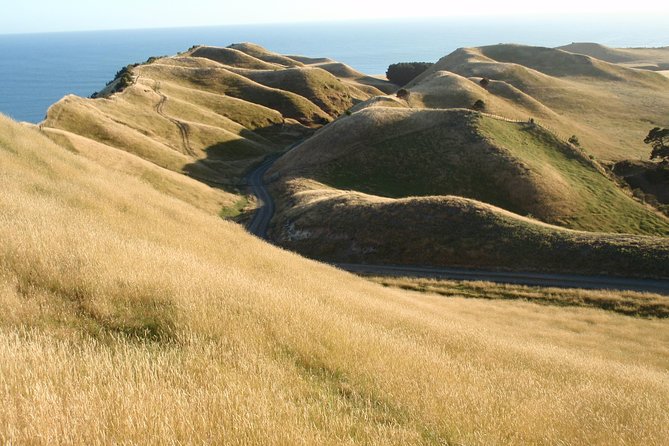 Private tour to Cape Kidnappers Gannet Colony - Should you book the Cape Kidnappers gannet tour?