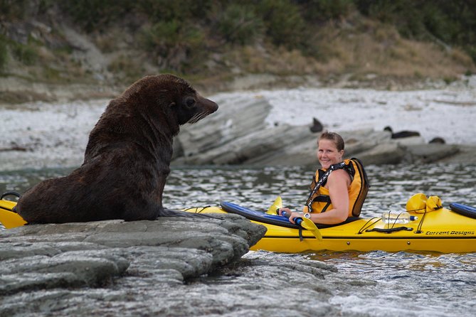 Private Wildlife Kayaking Tour - Kaikoura - The Kaikoura Peninsula Walkway and seal colony