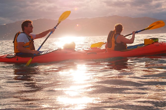 Private Wildlife Kayaking Tour - Kaikoura - Starting at Kaikoura Kayaks on Killarney Street
