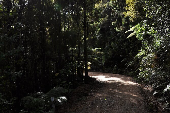 Puketi Rainforest Guided Walks .This is not a Shore Excursion product . - How Difficult Is the Walk?