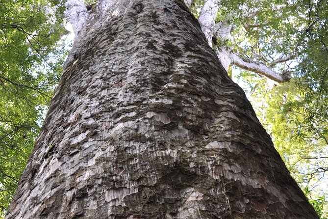 Puketi Rainforest Guided Walks .This is not a Shore Excursion product . - Weather, Wildlife, and Realistic Expectations